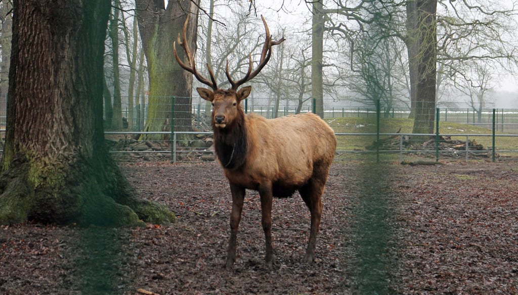 Der Wildpark Weißewarte kommt aus den Schlagzeilen nicht heraus.