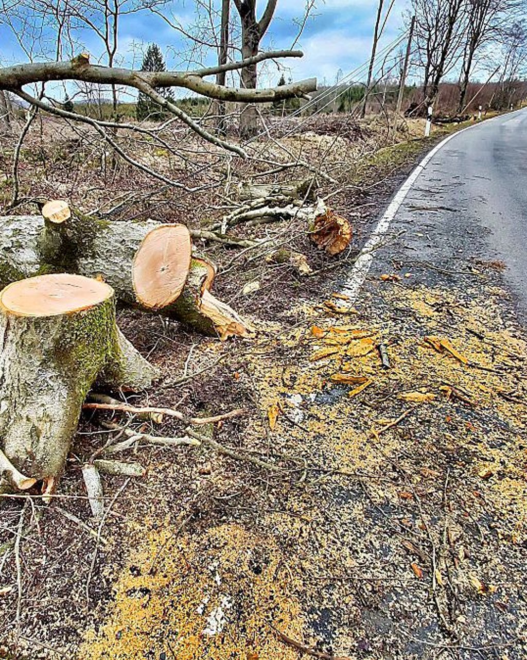 im Südharz sind in den letzten Tagen viele Straßenbäume umgestürzt.