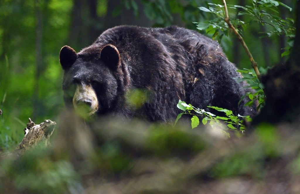 Ein Schwarzbär soll für 150 Vorfälle zwischen zwischen Nordkalifornien und Nevada verantwortlich sein.