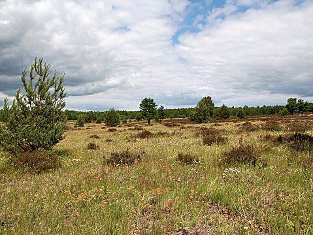 Die Orarnienbaumer Heide