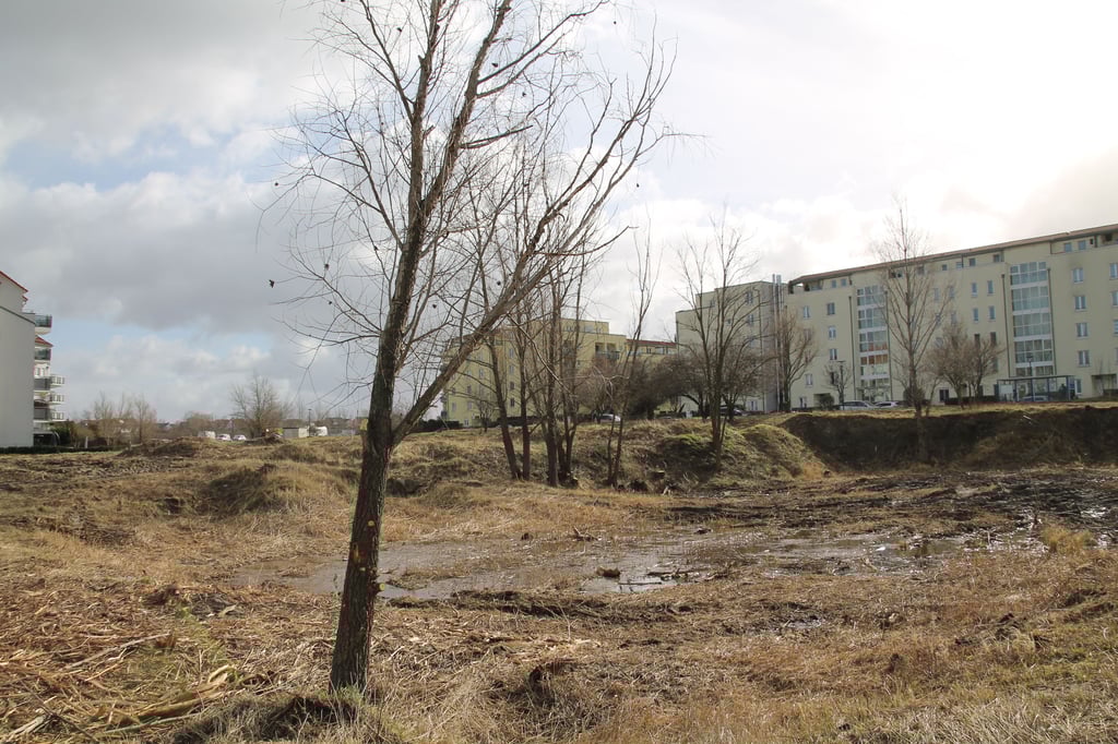 Die Brachfläche an der Bremer Straße Ecke Hamburger Straße ist für manchen Anwohner ein liebgewonnenes Stück Natur.