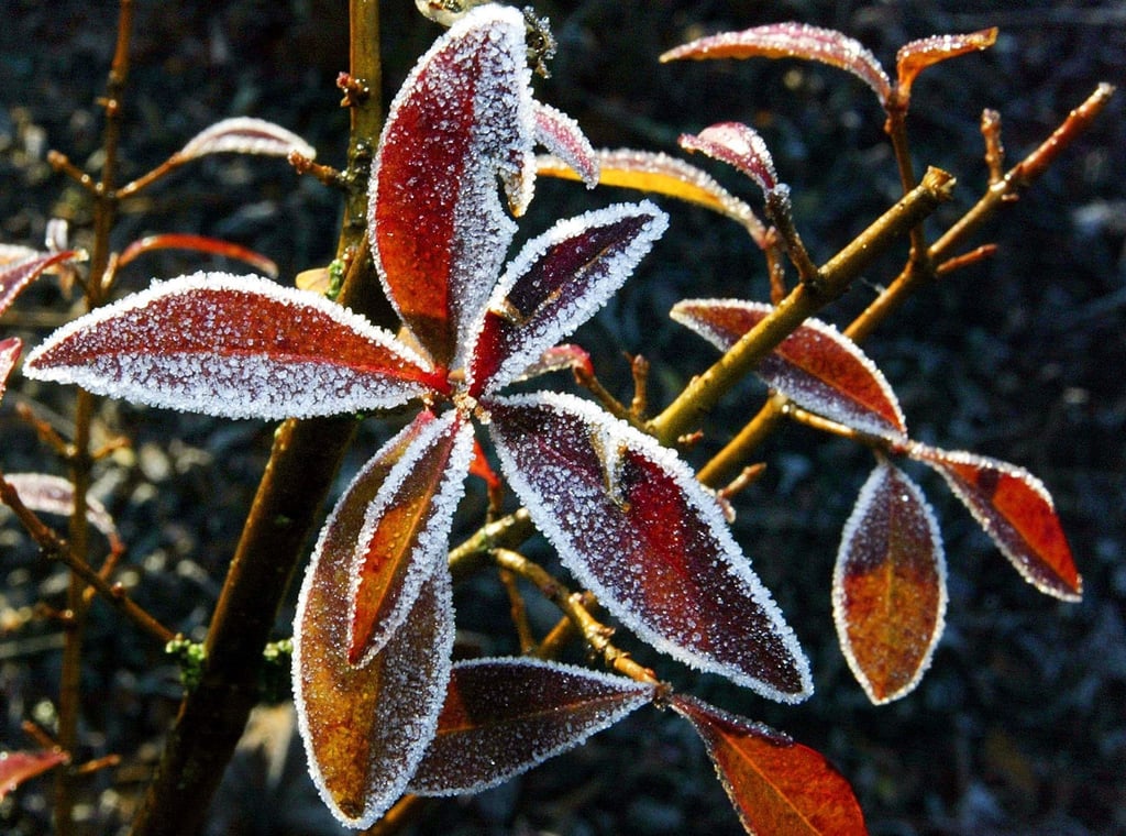 Das Erfrieren droht vielen immergrünen Gartenpflanzen im Winter nicht. Aber sie können bei Frost verdursten.
