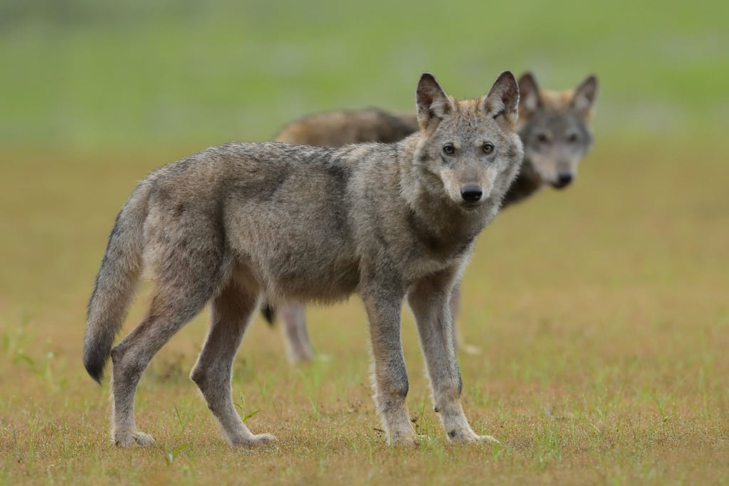 Zwei Wolfswelpen stehen auf einem Feld.