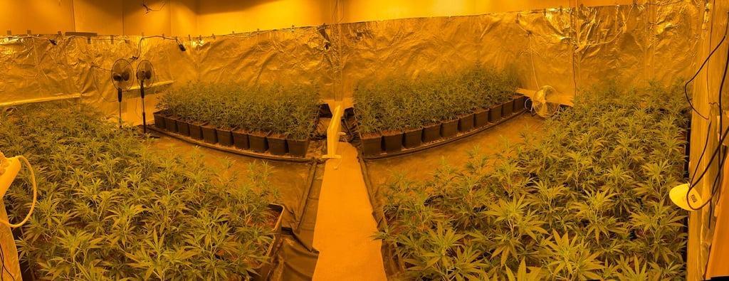 In großem Stil wurde in Gardelegen und Stendal Cannabis angebaut. Die Polizei verhaftete drei Verdächtige.