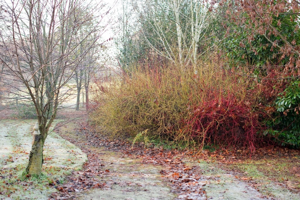 Die Rinden der verschiedenen Hartriegel-Arten und -Sorten sind auffällig eingefärbt. Der Sibirische Purpur-Hartriegel (Cornus Alba 'Sibirica') ist rot, die Triebe des Cornus sericea 'Flaviramea' sind gelb.