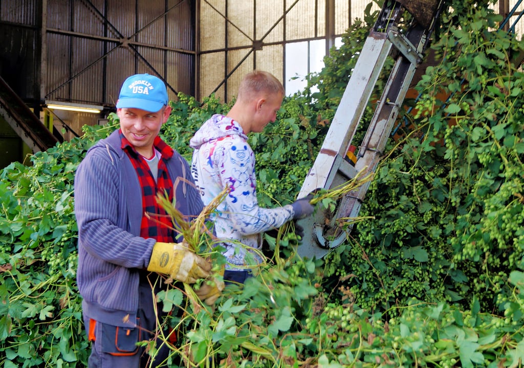 Erntehelfer werden auch bei der Hopfenernte benötigt, etwa im Anbaugebiet „Elbe-Saale“. Derzeit gibt es 29 Hopfenanbaubetriebe, deren Anbaufläche beträgt insgesamt 1600 Hektar. Damit ist das Anbaugebiet Elbe-Saale nach der Hallertau in Bayern das zweitgrößte Anbaugebiet Deutschlands. Das Anbaugebiet „Elbe-Saale“ reicht von Bautzen im Osten bis Heringen im Westen, Magdeburg im Norden und Altenburg im Süden.