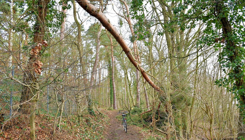 So wie in Arendsee präsentieren sich die Wälder im Altmarkkreis.