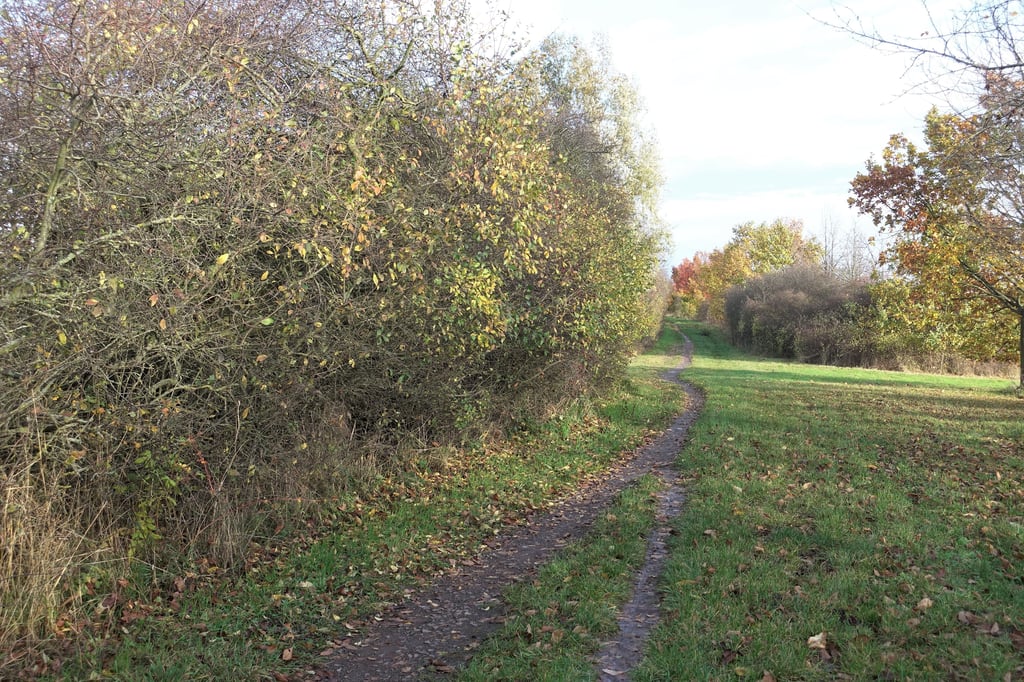 Ein Teilstück des Klusdammradwegs bei Magdeburg-Pechau.