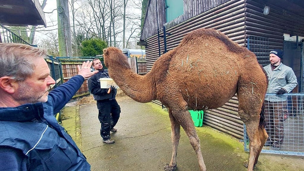 Seit dieser Woche ist das vierjährige Dromedarweibchen Greta vom Tierpark Dessau auf Hochzeitsreise in Grabowhöfe.