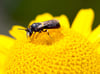 Das Männchen einer Rainfarn-Maskenbiene im Blütenstand einer Färber-Kamille. Die kleine Rainfarn-Maskenbiene ist die „Wildbiene des Jahres 2022“.