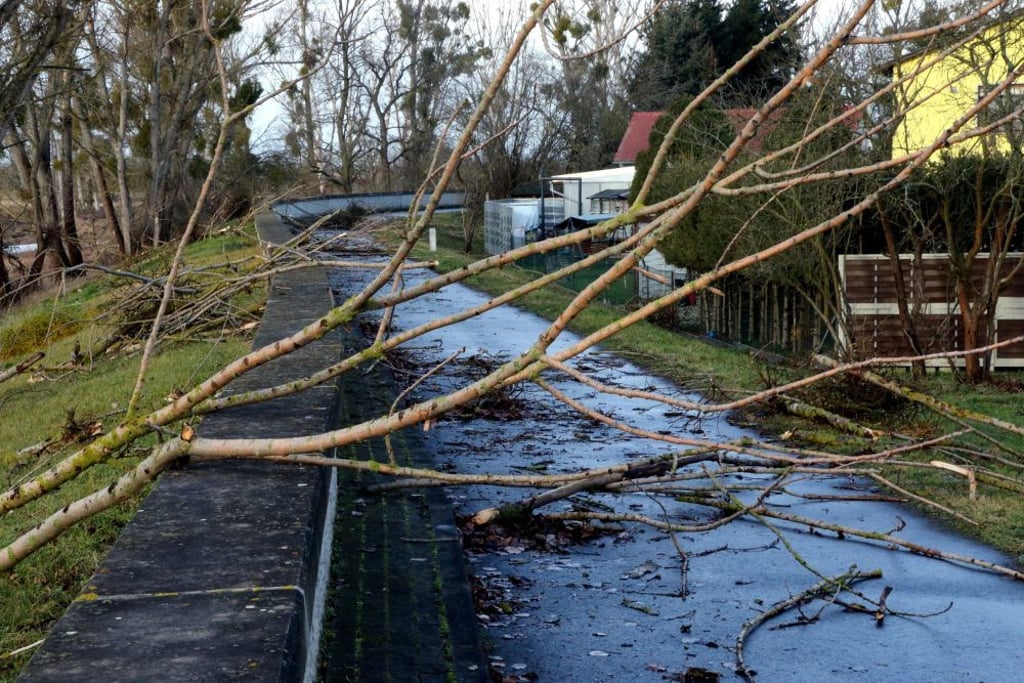 Insbesondere an Straßen und Wegen sollten Bäume auf ihre Standfestigkeit überprüft werden. Waldbesitzer müssen ihrer Verkehrssicherungspflicht nachkommen.