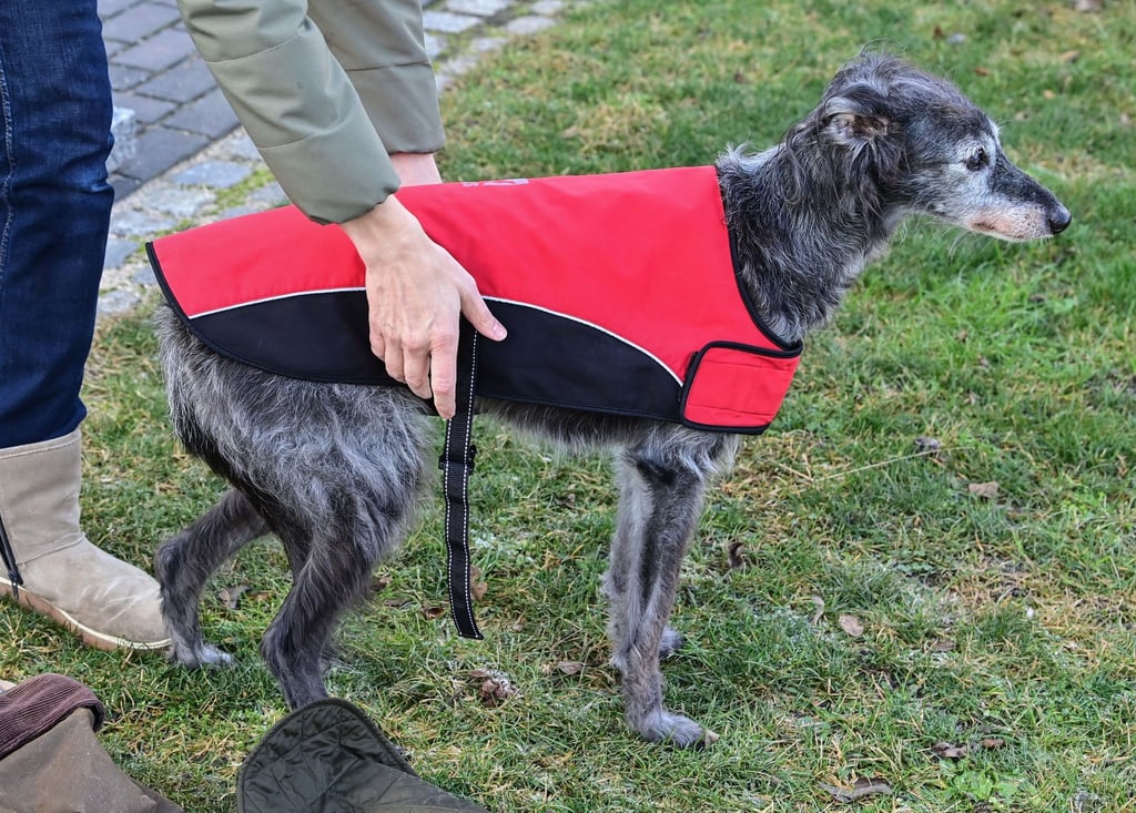 Einem Windhund wird ein Mantel angezogen. So eine Bekleidung ist nach Angaben von Tierschützern nur in Ausnahmefällen angebracht - etwa bei sehr alten oder kranken Hunden, Rassen mit wenig Unterwolle oder mit kurzem, lichtem Fell.