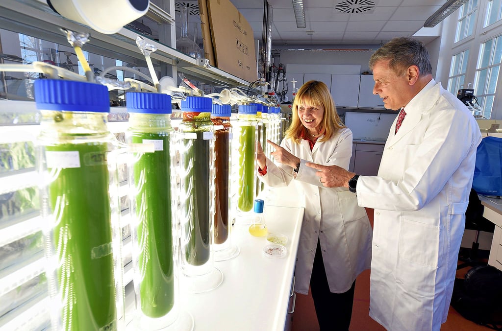 Carola Griehl und Andrew James Cosentino im Algenlabor der Hochschule Anhalt. Beide hoffen auf eine fruchtbare Zusammenarbeit.