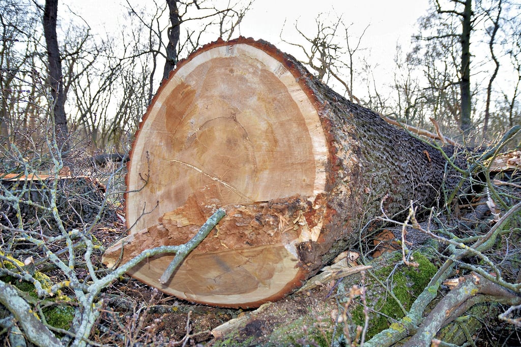 Ein kürzlich gefällter Baum am Rande der Breitscheidstraße im Biederitzer Busch in Magdeburg.