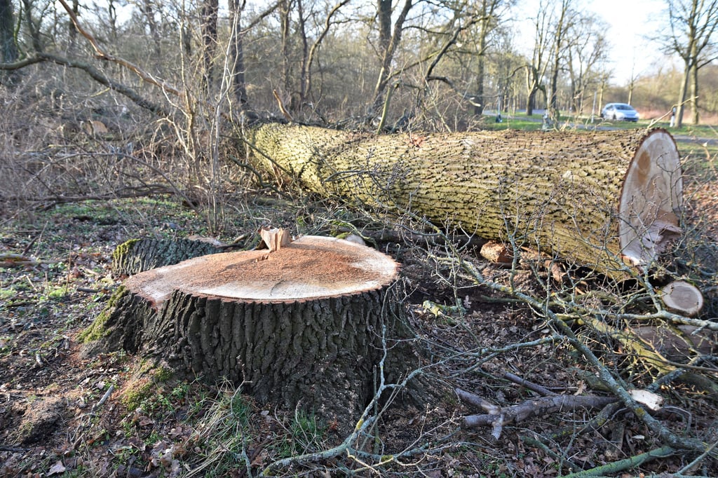 Unter anderem entlang der Breitscheidstraße in Magdeburg müssen Bäume gefällt werden.