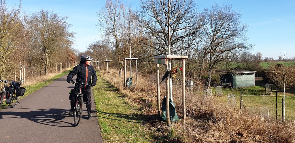 Viele frisch gepflanzte Bäume säumen den beliebten Kanonenbahn-Radweg im ostelbischen Stadtgebiet von Magdeburg. Ein Teil davon sind Spenden aus der Aktion „Mein Baum für Magdeburg“. Auf den Schildern gibt es Informationen zu den Spendern.