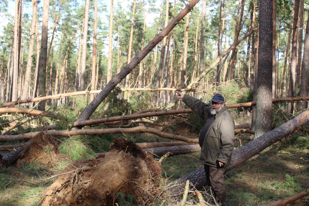 Der Orkan spielte mit den Kifern Mikado. Hubertus von Rundstedt vom Rittergut Schönfeld warnt vor dem Betreten der Wälder. Foto: R.-M. Wienecke