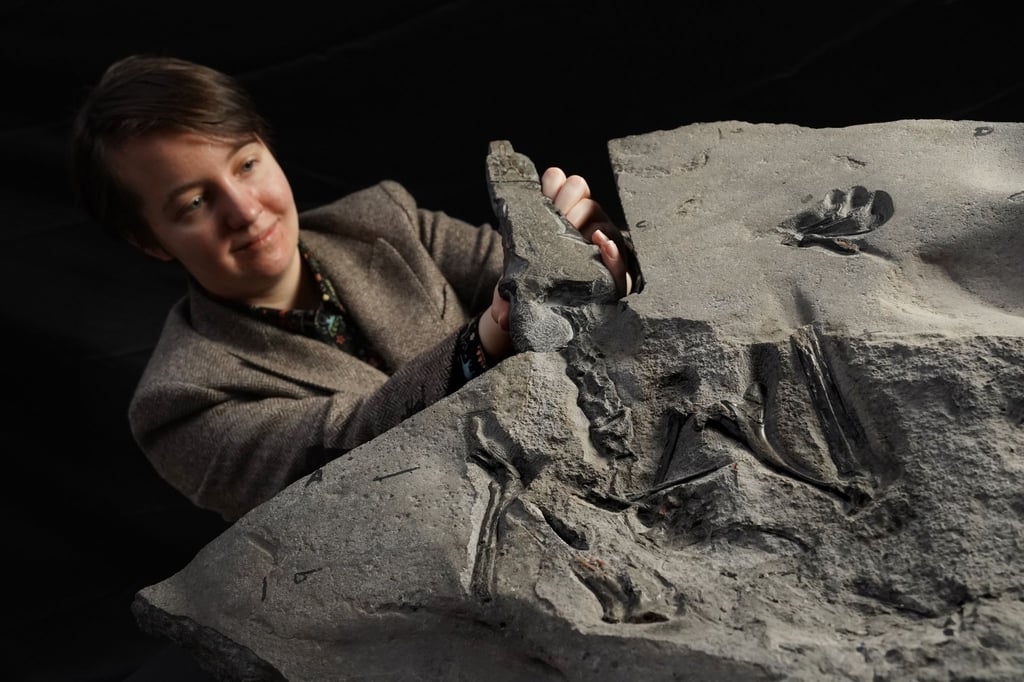 Wissenschaftlerin Natalia Jagielska präsentiert in Edinburgh das Flugsaurier-Fossil aus dem Jura-Zeitalter.