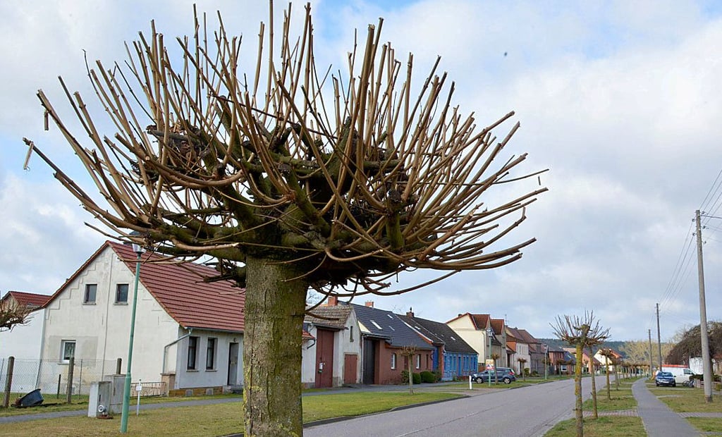 In Form gebracht wurden die Schwiesauer Bäume.