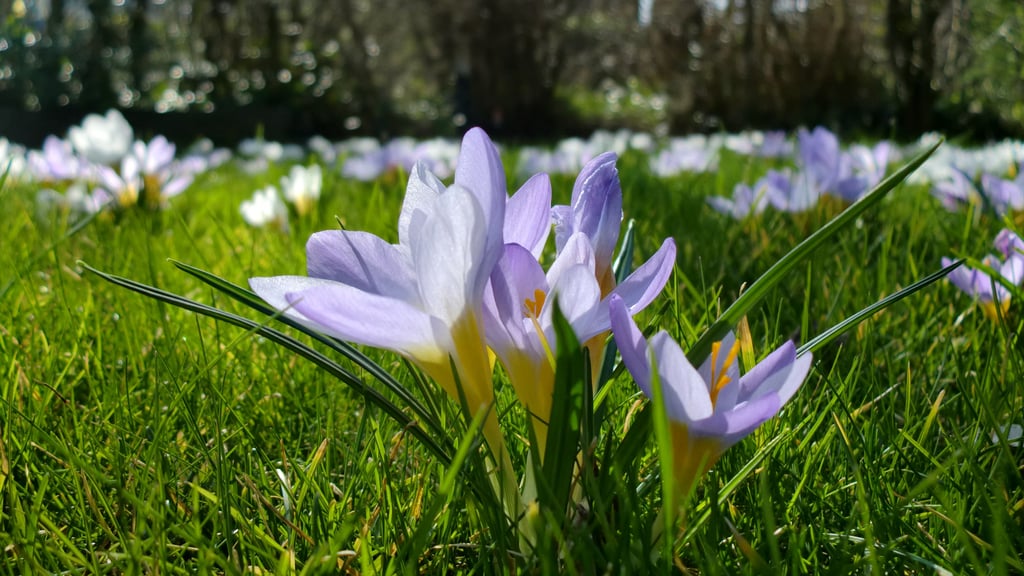 Die Sonne scheint, die Tage werden wieder länger. Kaum erwärmen die ersten Sonnenstrahlen die Erde, recken überall die Krokusse ihr Köpfe aus der Erde.