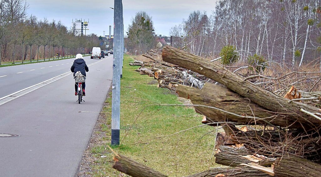 Kranke und stark beschädigte Bäume wurden gefällt.
