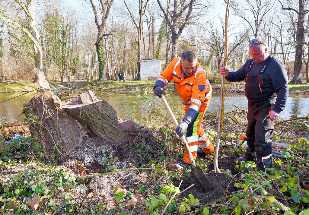 Mirko Hensel (li.) und Torsten Amft pflanzen eine Weide auf einer kleinen Insel im Gröbziger Parkteich.