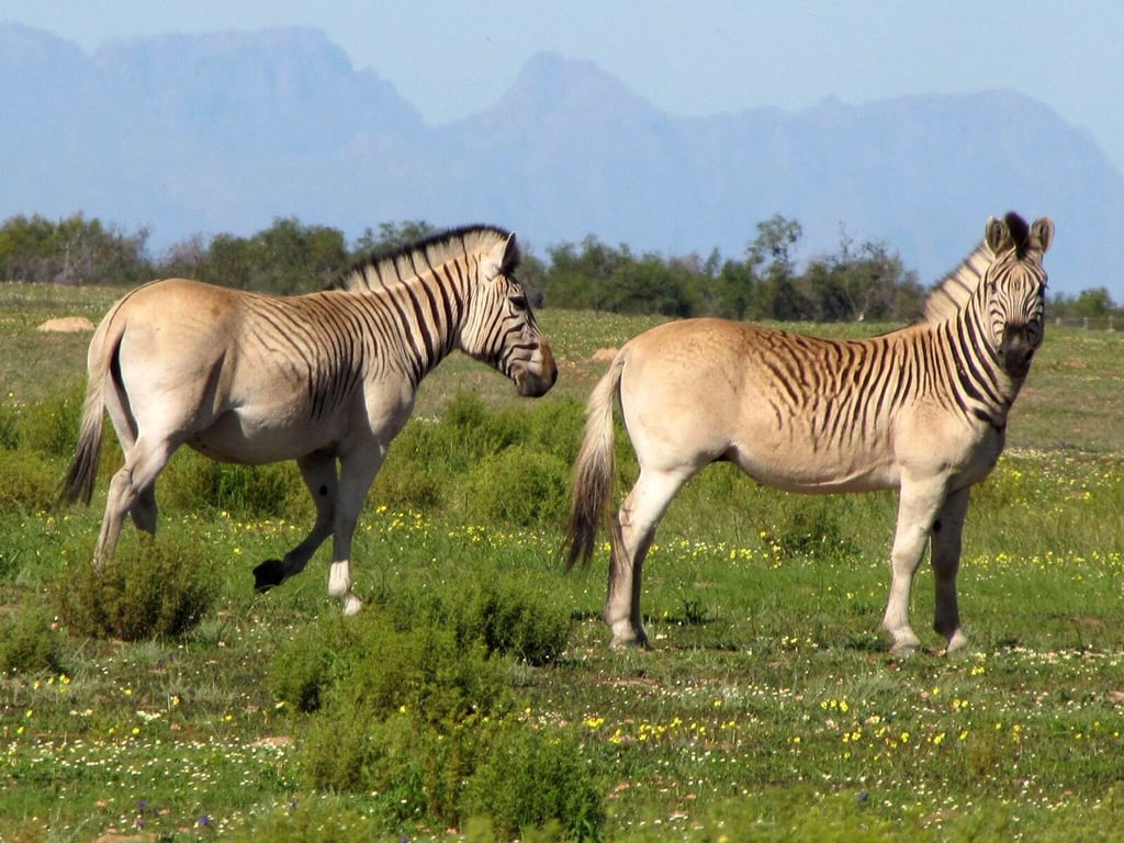 Zwei nahezu streifenlose Rau-Quaggas. Nach jahrzehntelangen Zuchtversuchen steht das Experiment des Quagga-Projekts in Südafrika vor seinem erfolgreichen Abschluss.