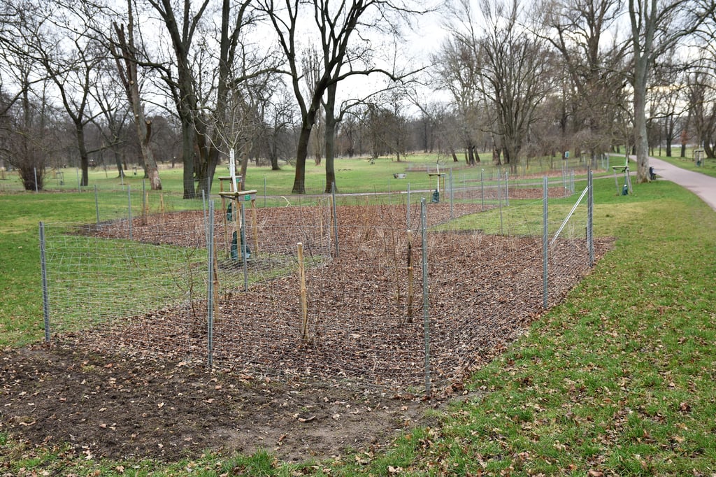Im Stadtpark Rotehorn in Magdeburg sind 8260 Sträucher und Gehölze neu gesetzt worden.