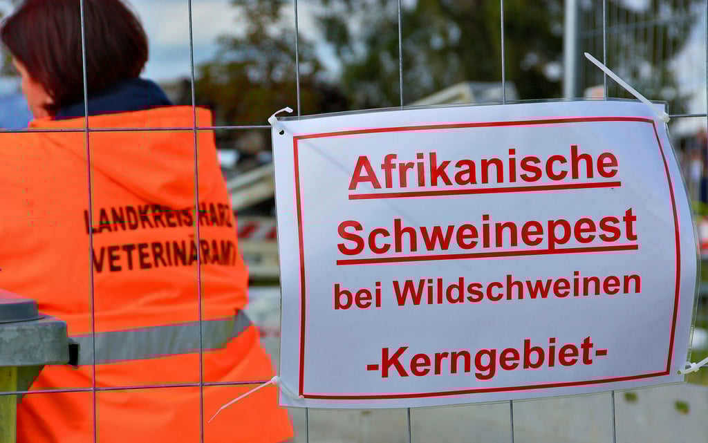 Teilnehmer einer Großübung simulieren die Bergung eines Wildschweins. Bei einer Großübung im Landkreis Harz wurde die Zusammenarbeit bei einem möglichen Ausbruch der Afrikanischen Schweinepest geübt. Gibt es solche Bilder bald im Salzlandkreis zu sehen?