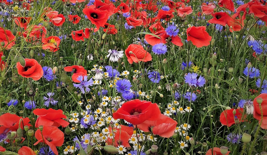 Auch Samen für Mohnblumen und Kornblumen sind in der Blühflächen-Mischung.