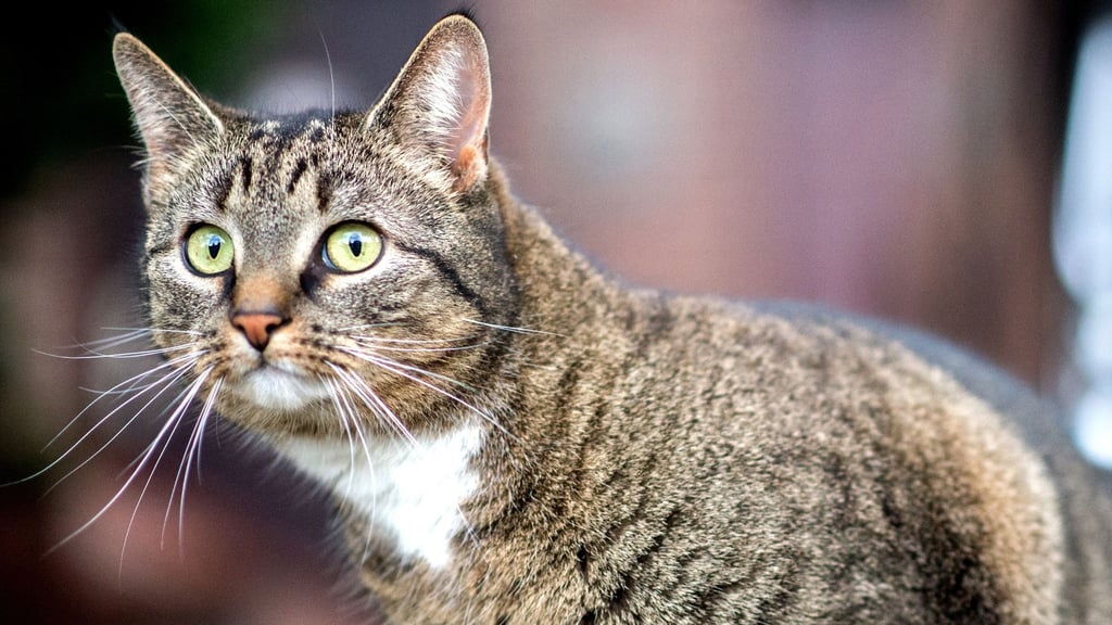 Zwei Katzen wurden auf einem Friedhof in Bayreuth entdeckt. Die Tiere waren in einem luftdichten Paket eingepfercht.