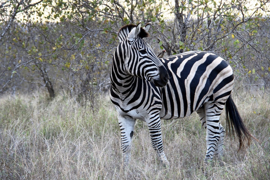Ein Zebra im Krüger Nationalpark in Südafrika.