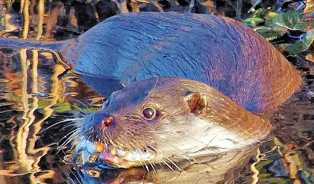 Am Stendaler Stadtsee ist am Dienstag eine Fischotter-Familie gesichtet worden. Ob die vier Tiere dauerhaft an dem See heimisch werden, muss jedoch abgewartet werden. Negative Folgen für den Fischbestand befürchtet die Untere Wasserbehörde nicht.