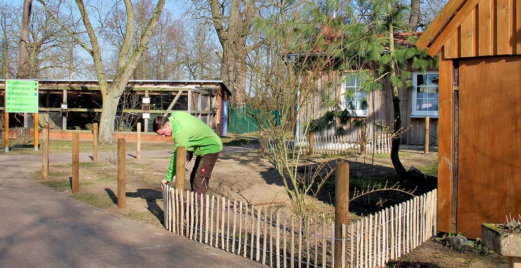 Die neue Meerschweinchenanlage entsteht im vorderen Teil des Parkes, vor der Ziervogelanlage. Wildpark-Mitarbeiter Justin Lindemann montiert den Zaun.