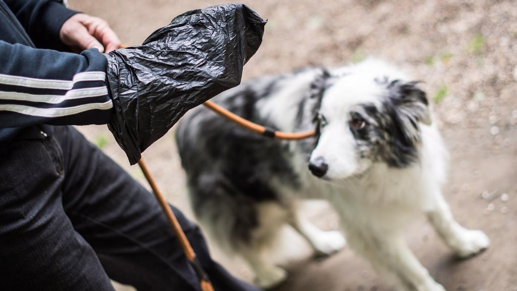 Hundekot kann zur Gefahr für Leib und Leben werden.