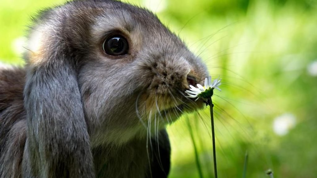 Immer wieder landen Kaninchen im Tierheim. Die lassen sich viel einfallen, um neue Besitzer zu finden.