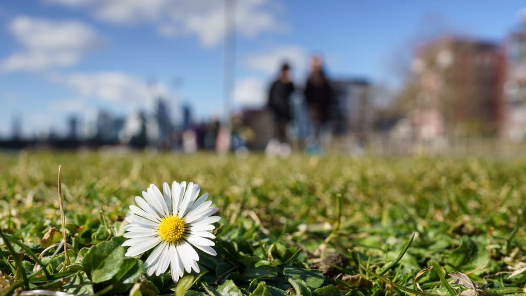 Gänseblümchen auf einer Wiese. Die ersten Frühjahrsblumen sind schon da, doch vor allem die Nächte sid noch immer bitterkalt.