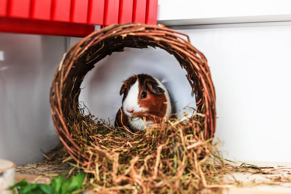 Das Meerschweinchen hat den Vorfall unverletzt überstanden.