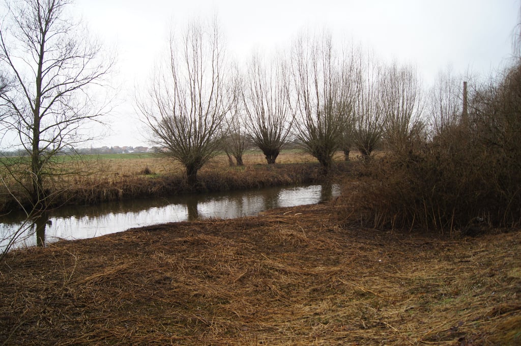 Kopfweiden brauchen regelmäßigen Schnitt, Obstbäume auch.