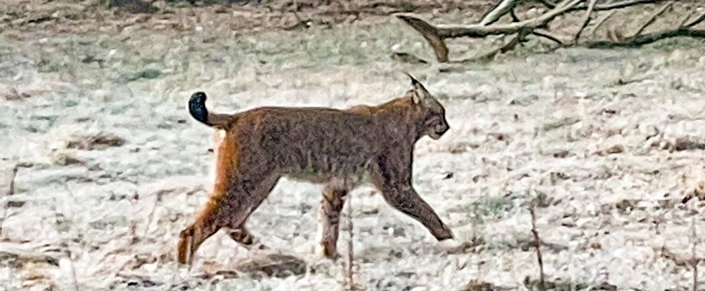 Der von Bernd Kindler fotografierte Luchs trabt ganz gemächlich von dannen.