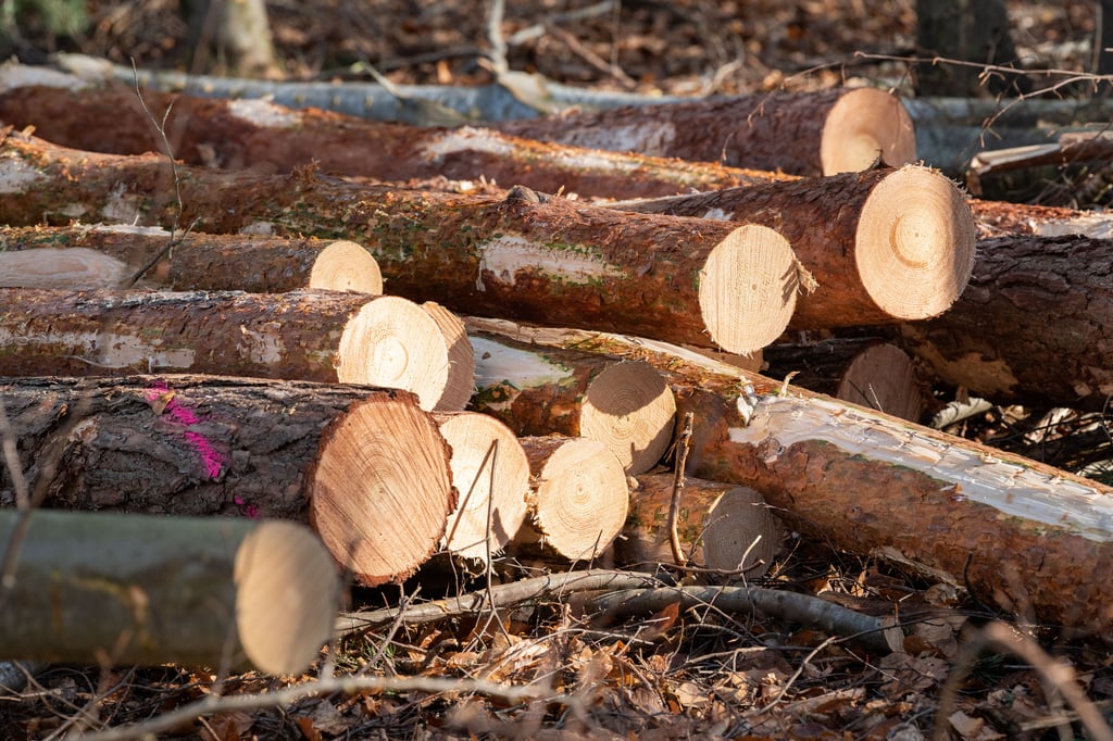Holzdiebe haben in Kayna zugeschlagen.