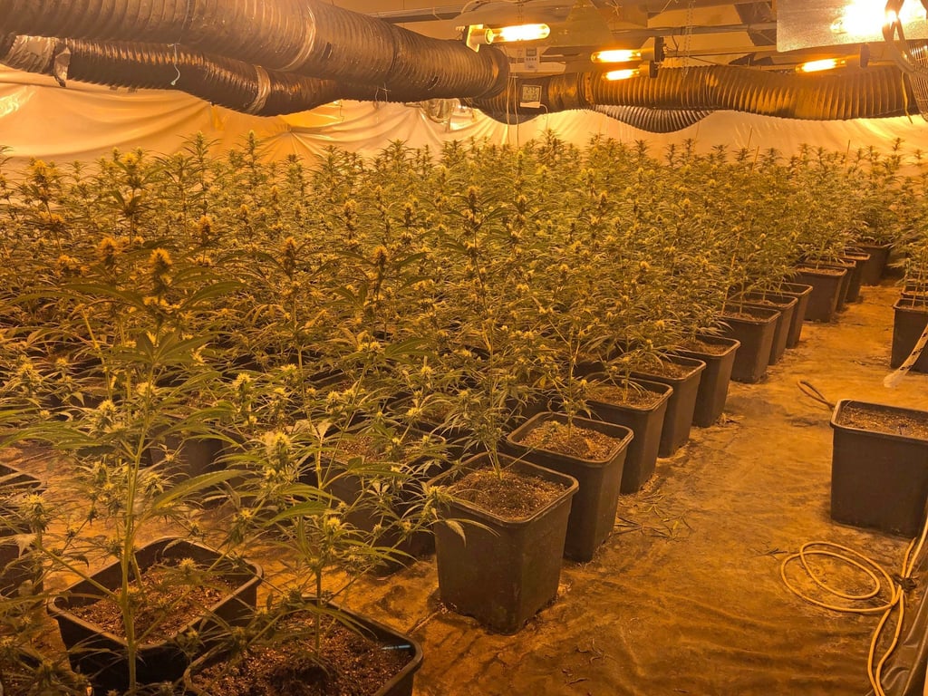 In einem Wohnhaus in Düsseldorf hat die Polizei eine riesige Cannabis-Plantage entdeckt.