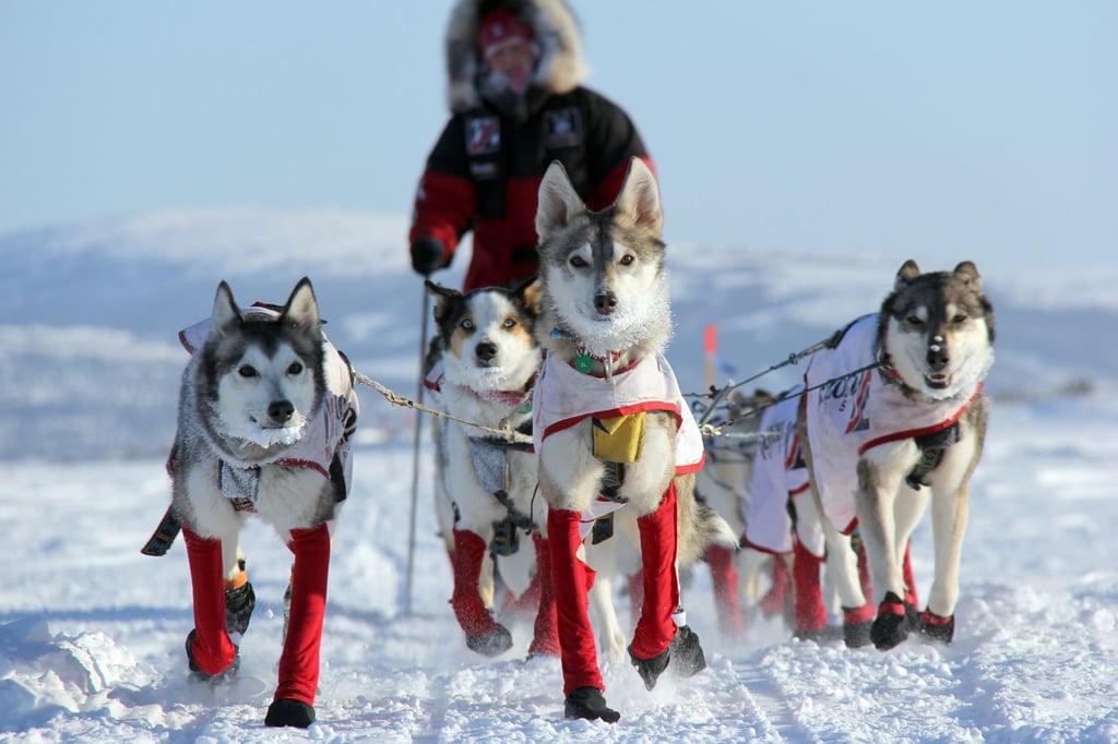 Aliy Zirkle, US-amerikanische Hundemusherin, mit ihren Hunden auf dem Weg nach Shaktoolik.