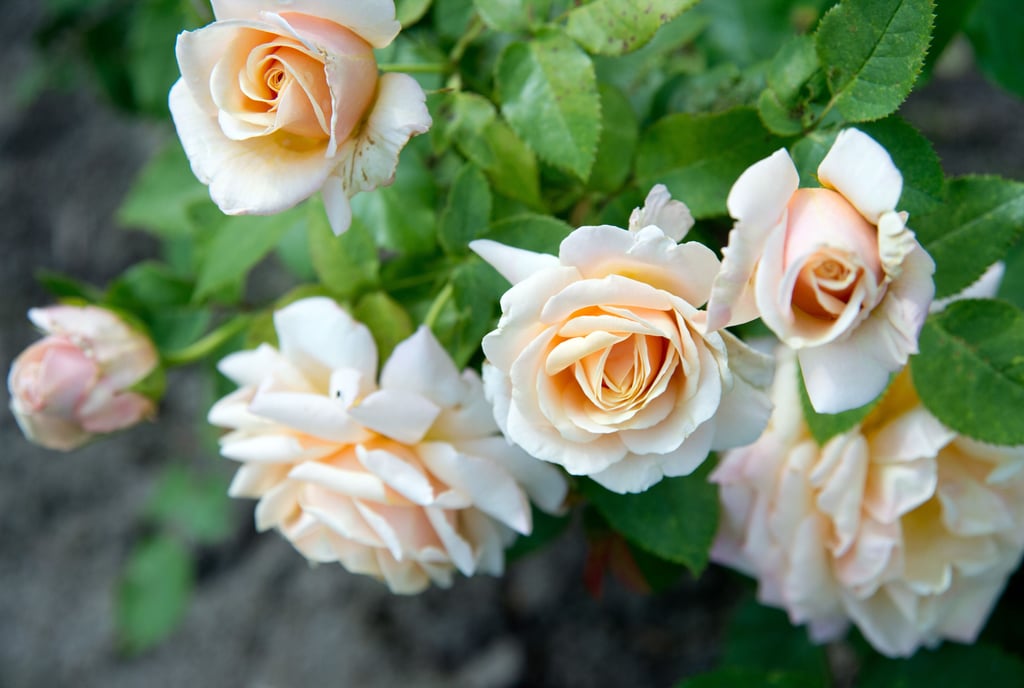 Wo sind die Kalbenser Hochzeitsrosen abgeblieben? Jetzt gibt es eine Erklärung zum Verbleib der Rosenstöcke, die Brautpaare einst vor dem Schloss von Goßler gepflanzt haben.