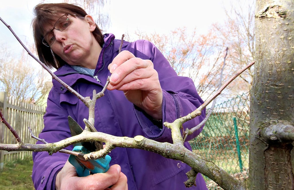 Kerstin Schlüter zeigt hier an einem kleinen Apfelbaum, wie der richtige Obstbaumschnitt gemacht wird und worauf dabei zu achten ist.