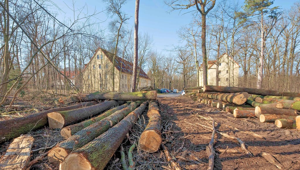 Die Baumfällarbeiten in der Waldsiedlung. Ein Teil der gefällten Stämme sind noch nicht abgefahren.