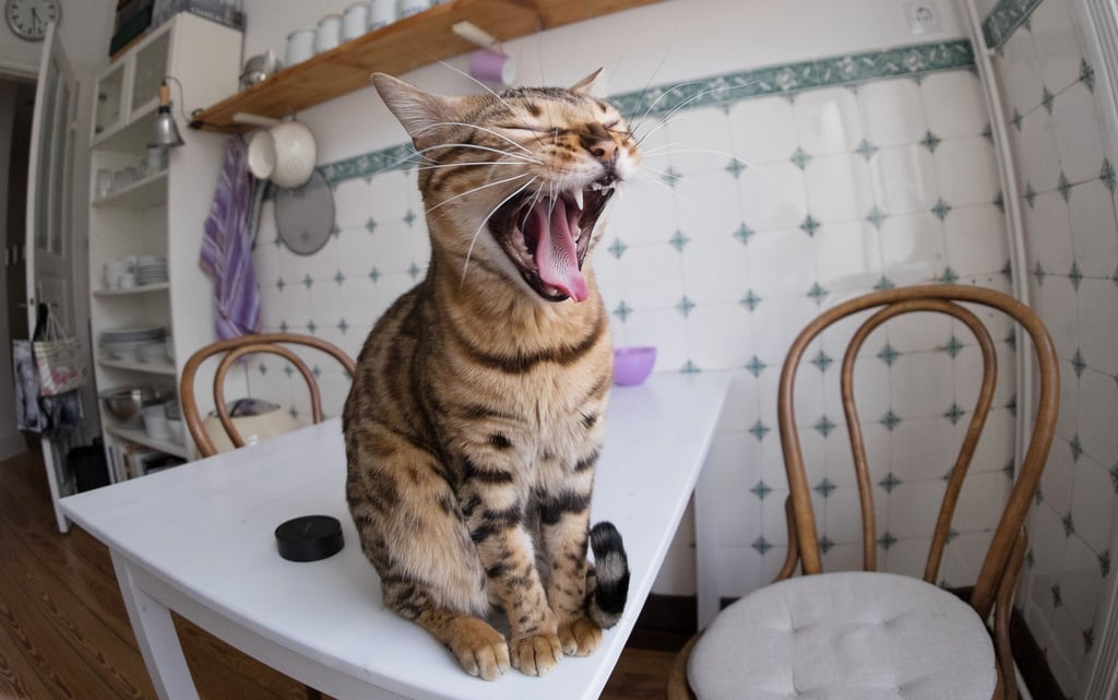Wer in einer Mietwohnung eine Katze halten möchte, muss vorher den Vermieter fragen.