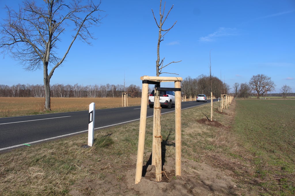 An der L55 in Richtung Lindau wurden zahlreiche Bäume gepflanzt.