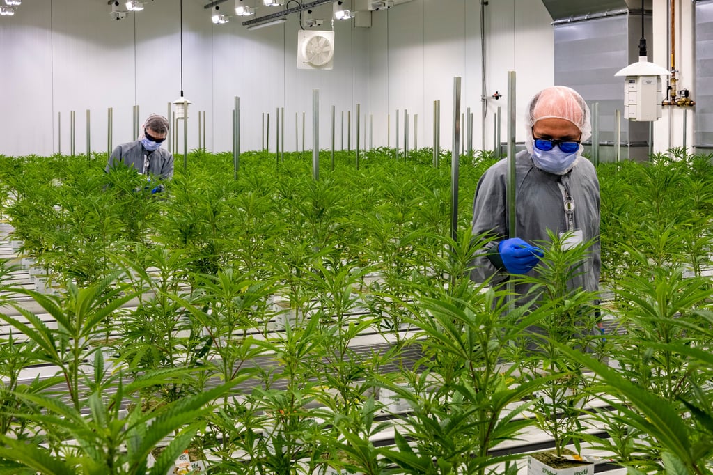 In Leuna baut die Firma Aurora medizinisches Cannabis an.