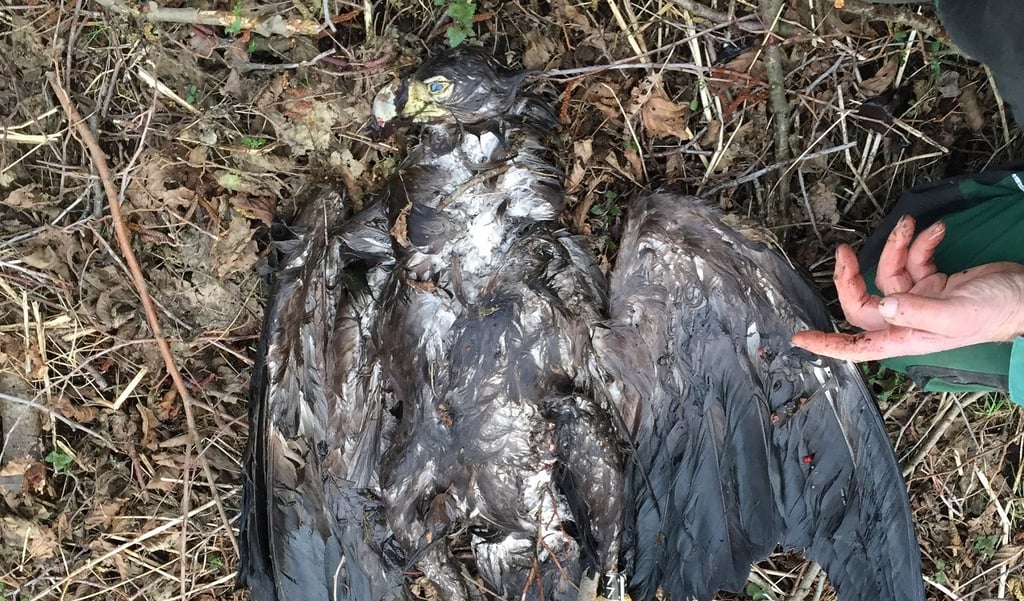 Der tote Seeadler bei seiner Bergung aus einem Gewässer,